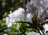 ������ ������ ('Cunninghams White')