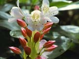 ��� ��� ���������� (Rh. brachycarpum)