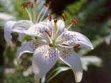 � ���� ����� �� �������_'Snow Lake'