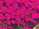 Phlox _Cracerjack_