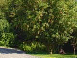 Laburnum alpinum - �������� ����������