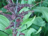 Veratrum nigrum - �������� ������