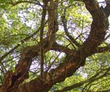 Acer tataricum - ��� ���������