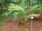 Acer micranthum - ��� ��������������