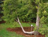 Thuja occidentalis sv - ��� ��������