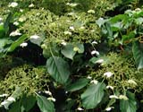 Hydrangea anomala subsp_petiolaris -  ��������� ����������