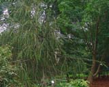 Picea abies subsp_abies  Virgata - ��� ������������ ����������