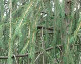 Picea abies subsp_abies  Virgata - ��� ������������ ����������