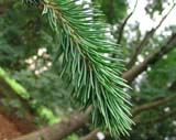 Picea abies subsp_abies  Virgata - ��� ������������ ����������