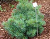 Pinus strobus  Radiata - ����� ��������� ��������