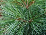 Pinus strobus  Radiata - ����� ��������� ��������