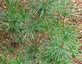 Sciadopitys verticillata - ����������� ����������