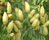 Thuja occidentalis sv - ��� ��������