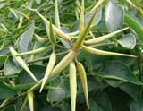 Vincetoxicum medium - ��������� �������