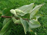 Asclepias syriaca - �������� ���������