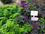 Petroselinum crispum / Heliotropium arborescens