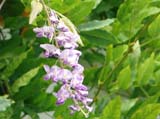 Wisteria sinensis - �������� ���������