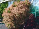 Cotinus coggygria - ������� ����������