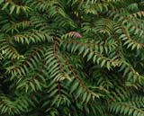Ailanthus altissima - ������ ����������