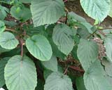 Davidia involucrata - ������� ����������
