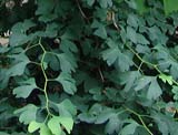 Ginkgo biloba  - ������ ������������