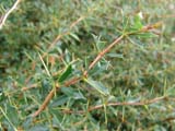 Berberis buxifolia - �������� ��������������