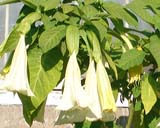 Brugmansia - ����������