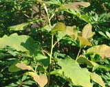 Magnolia acuminata - �������� �����������