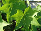 Kalopanax septemlobus - ���������� �������������