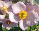 Anemone tomentosa - ������� ���������