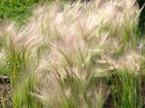 Hordeum jubatum - ������ ���������