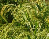 Panicum miliaceum - ����� ��������