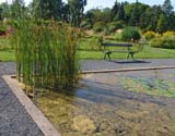 Typha angustifolia - ����� �����������