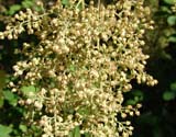  Holodiscus discolor var_ariifolius - ���������� ������������