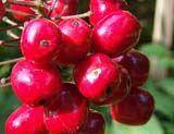 Actaea rubra - ������� �������