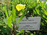 Oenothera missouriensis - ������� ������������