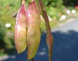 Laburnum alpinum - �������� ����������