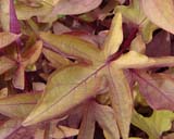 Ipomoea batatas - �����