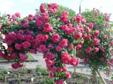 Rosarium Uetersen_����� 140 ��_��� ������� 2006