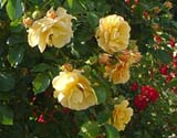 Golden Oktober_����� 140 ��_��� ������� 2006