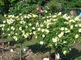Sunny Rose_����� 90 ��_��� ������� 2006