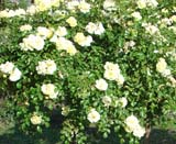 Sunny Rose_����� 90 ��_��� ������� 2006