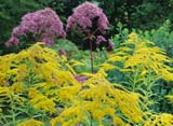 Eupatorium maculatum Atropurpureum � Euphorbia griffithi