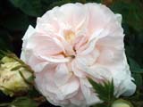 Rose  Cuisse de Nymphe Emue Alba_1738 ���