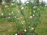 Rose Borboniana_1817 ���