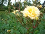 Rose Ghislaine de Feligonde_1916 ���