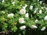 Rose  Mme Legras de St Germain_1846 ���