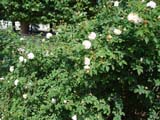 Rose Chloris_1820 ���