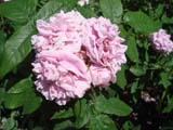 Rose Comte de Chambord 1860 ���