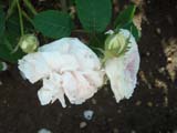 Rose Felicite Parmentier_1834 ���